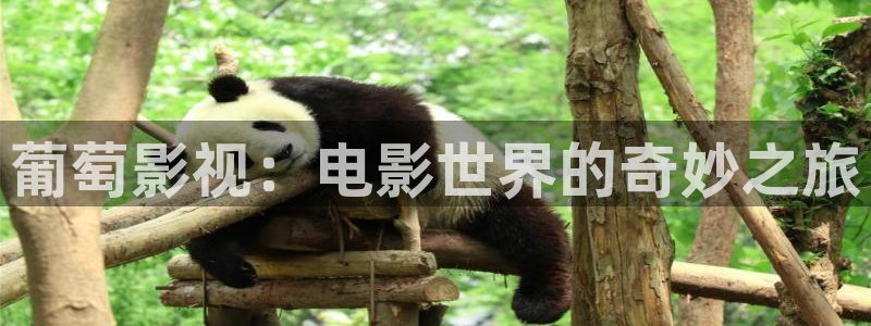 超碰免费在线cao